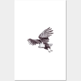 African Fish Eagle Posters and Art
